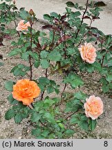 Rosa hort. Doris Tysterman