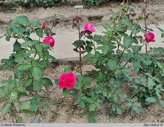 Rosa hort. Peter Frankenfeld