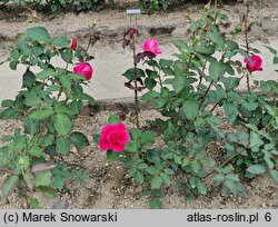 Rosa hort. Peter Frankenfeld