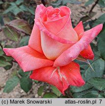 Rosa hort. Folklore