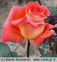 Rosa hort. Folklore