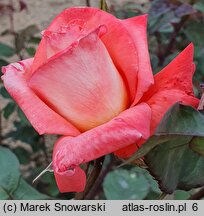 Rosa hort. Folklore
