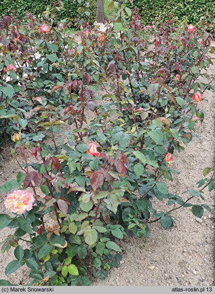 Rosa hort. Folklore