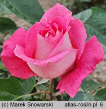 Rosa hort. Cantilena Bohemica