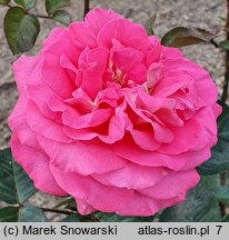 Rosa hort. Cantilena Bohemica