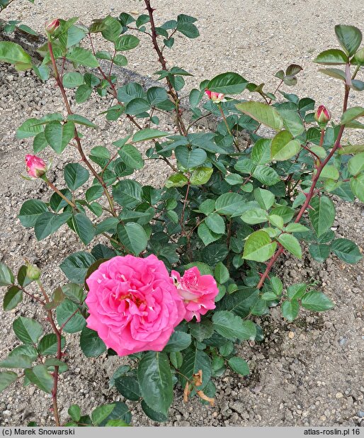 Rosa hort. Cantilena Bohemica