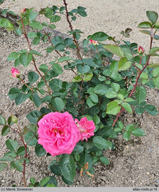 Rosa Cantilena Bohemica