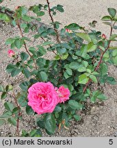 Rosa hort. Cantilena Bohemica