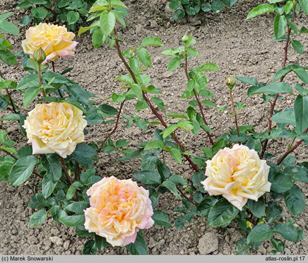 Rosa hort. Gloria Dei