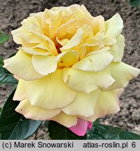Rosa hort. Gloria Dei