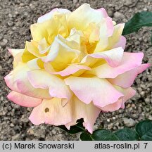 Rosa hort. Gloria Dei