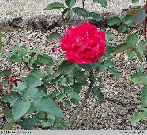 Rosa hort. Orion