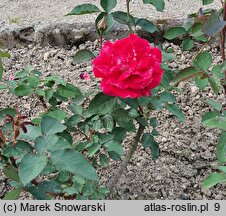 Rosa hort. Orion