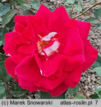 Rosa hort. Orion