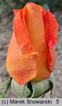 Rosa hort. Caribia