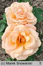 Rosa hort. Caribia