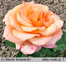 Rosa hort. Caribia