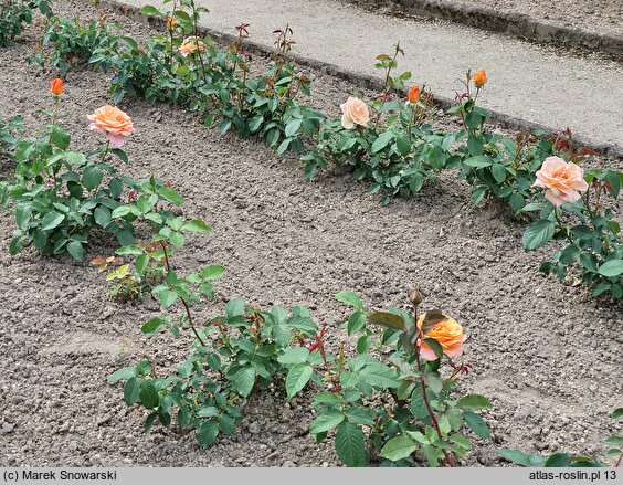 Rosa hort. Caribia
