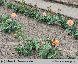 Rosa hort. Caribia