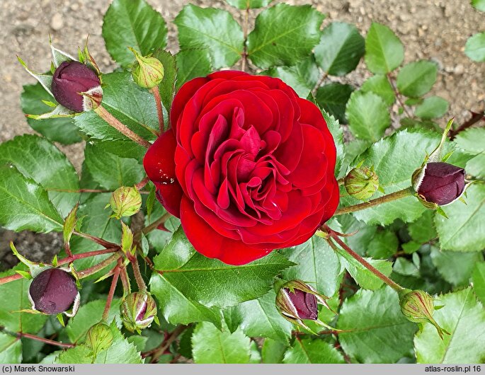 Rosa hort. Lavaglut