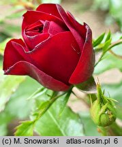 Rosa hort. Lavaglut