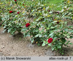 Rosa hort. Lavaglut