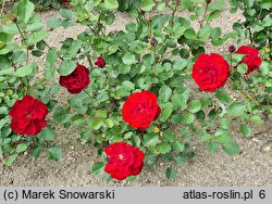 Rosa hort. Lili Marleen