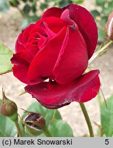 Rosa hort. Lili Marleen