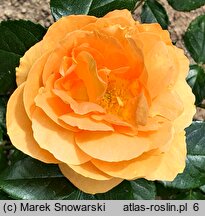 Rosa hort. Taneitber