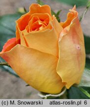 Rosa hort. Taneitber