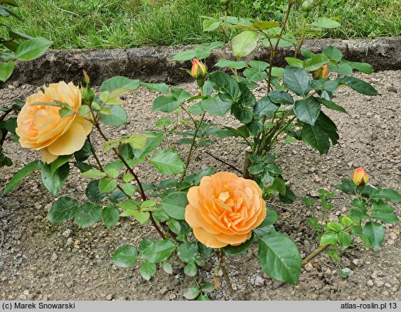 Rosa hort. Taneitber