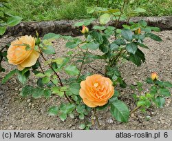 Rosa hort. Taneitber