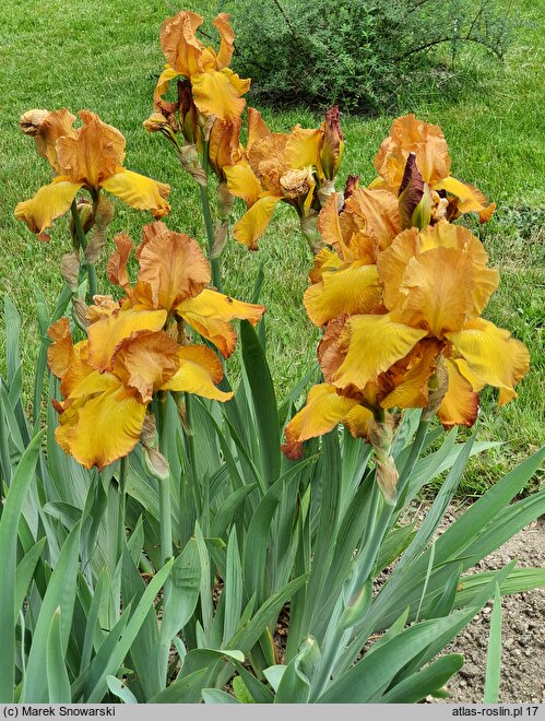 Iris hort. Gay Lights