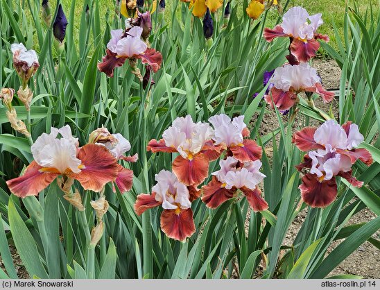 Iris hort. Latin Hideaway
