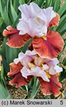 Iris hort. Latin Hideaway