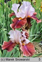 Iris hort. Latin Hideaway