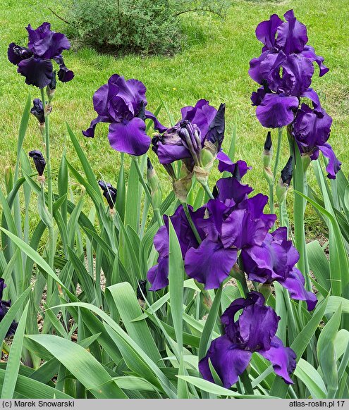 Iris hort. Matinata