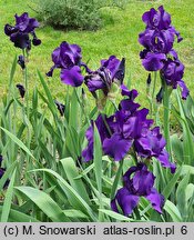 Iris hort. Matinata