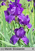 Iris hort. Matinata