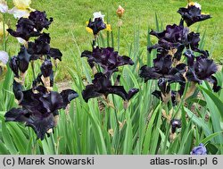 Iris hort. Before The Storm