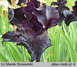 Iris hort. Before The Storm