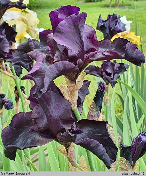 Iris hort. Before The Storm