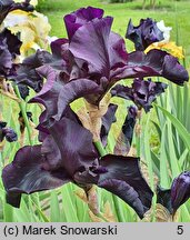 Iris hort. Before The Storm