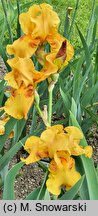 Iris hort. Taste of Honey