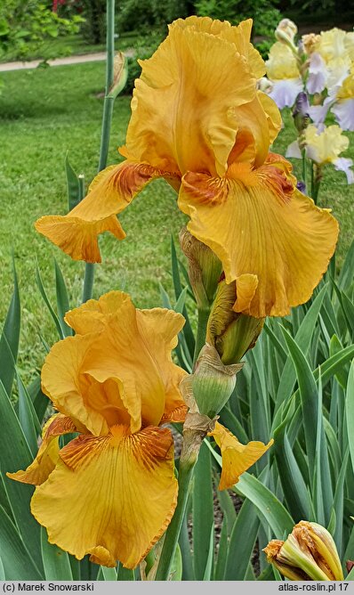 Iris hort. Taste of Honey