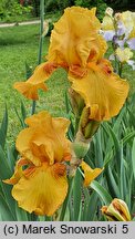 Iris hort. Taste of Honey