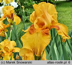 Iris hort. Taste of Honey