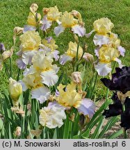 Iris hort. Betty Simon