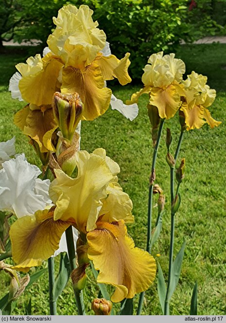 Iris hort. Fall Fiesta