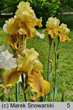 Iris hort. Fall Fiesta